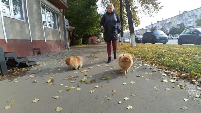 Аллергия на кошек и собак породы шпиц. Немецкий или померанский шпиц. Симпарика от клещей