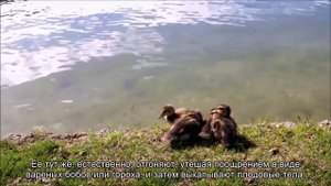 10 фактов о трюфелях