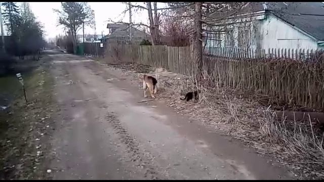 Весна, прогулка с новым жителем нашего дома. смотреть онлайн