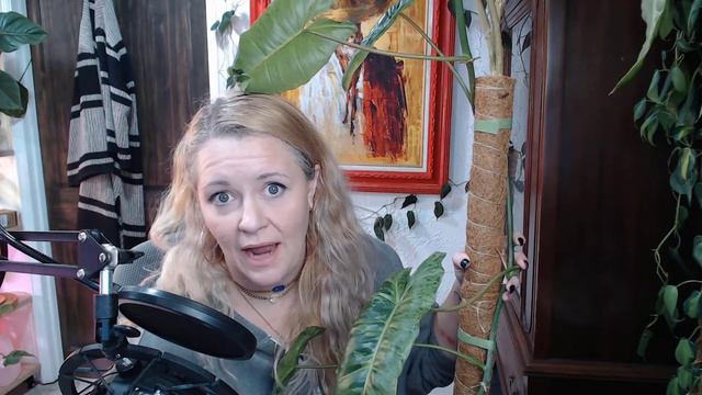 My Top 10 Philodendrons - Plant hoarders, this is for you! смотреть онлайн