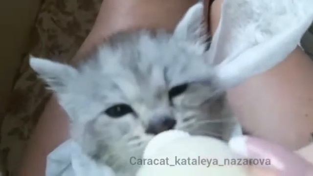 каракет ф2 Кхалита Каталея, резерв США