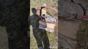 Аджилити бивер йорк. Начало занятий)) трудно ,но прогресс)))