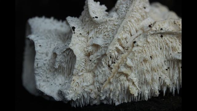 Hericium cirrhatum смотреть онлайн