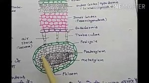 selaginella | general characters | | root , stem , leaf anatomy | #selaginella @VoiceOfBiology