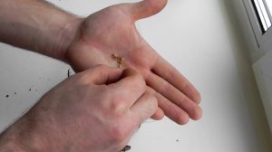 Метасеквойя Metasequoia glyptostroboides из Китая новый эксперимент по выращиванию часть2