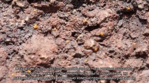 Ученые обнаружили останки древнего и странного анкилозавра