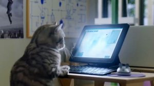 Добро пожаловать в Кошачий Технологический Университет — WHISKAS К Т У