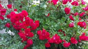 Роза Ред Парфюм (Red Parfum)