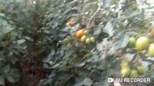 Томат Бенигара BENIGARA Вершинная гниль.