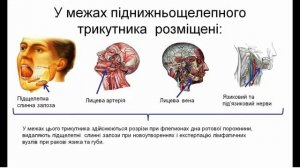 ШИЯ, ЯКІ СЕКРЕТИ ВОНА  МАЄ ?