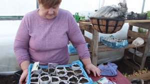 Ну, оОчень Простой Способ! Посев. Львиный Зев. Лобулярия.