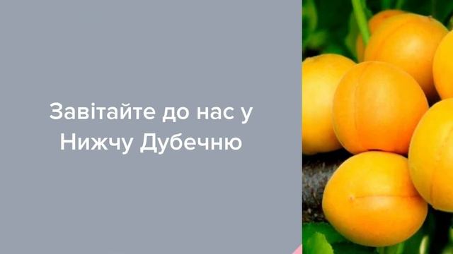 Садовый Центр Зелений Двір - Абрикос Ананасный