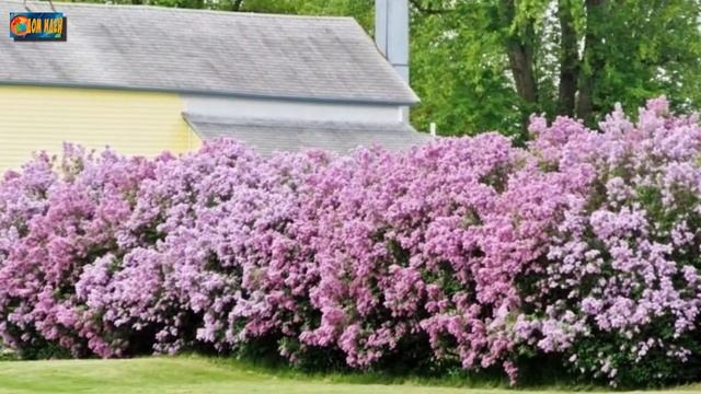 Живые изгороди для дачи. 10 лучших растений, которые облагородят ваш участок.