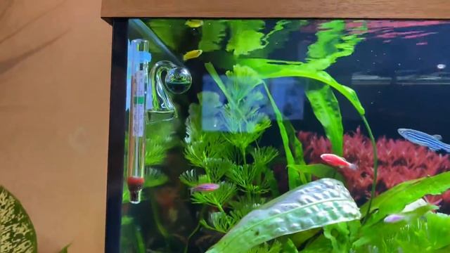 Аквариум. Растения , CO2 , Jewel 180 Led смотреть онлайн