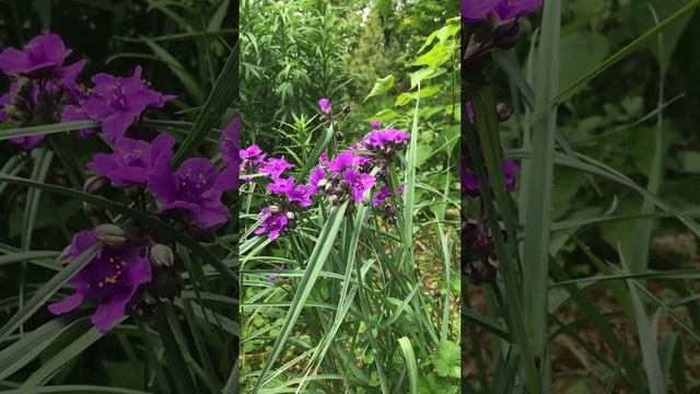 Tradescantia ohiensis