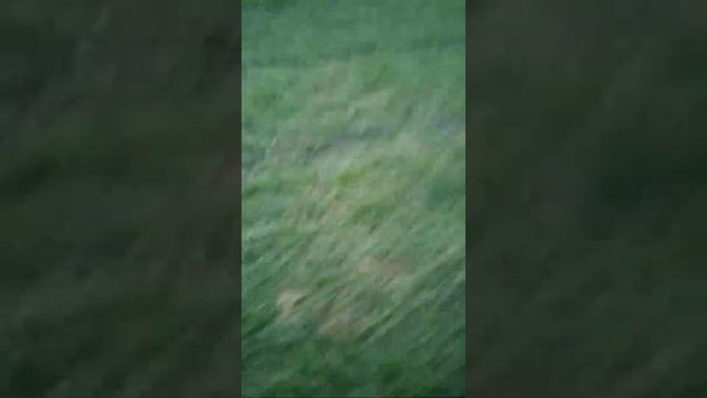 уборка пшеницы не было потерь комбайн акрос торум смотреть онлайн