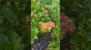 #TreeTipTuesday - Hydrangea macrophylla 'Pistachio'