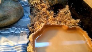 Обзор террариума для молодого капского варана