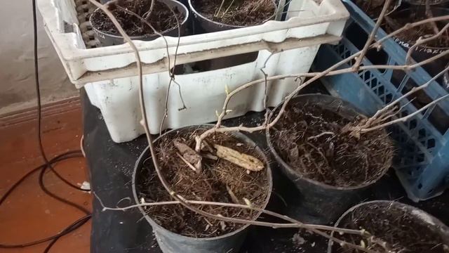 Когда и в каком возрасте высаживать растения . смотреть онлайн