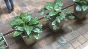 51 Главный храм на Шри Ланке Храм Зуба Будды (Шри Далада Малигава, Sri Dalada Maligawa)