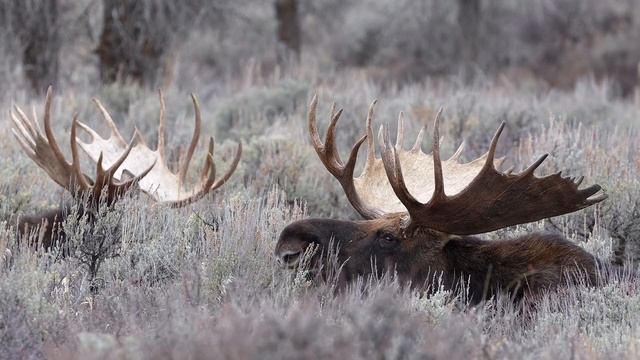 Как говорит лось? Bull Moose смотреть онлайн