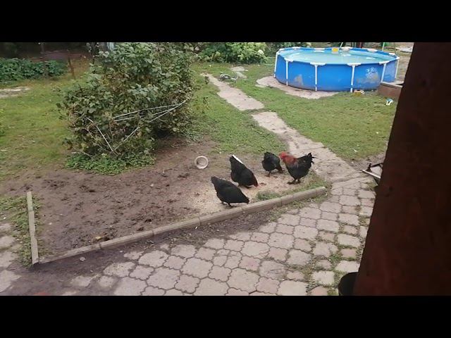 Свиноматки, Мараны, Брессгальцы, акция РЭМИЛ. смотреть онлайн