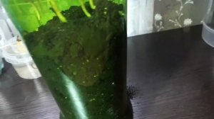 Как посадить авокадо? Лайфхак Авокадо в бутылке. Такого вы ещё не видели