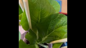 Все самое интересное тут telegram канал Садоводы-любители??https://t.me/IkL5pGqlupAwODZi