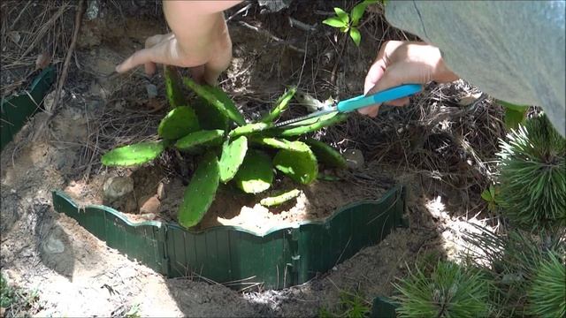 КАКТУС -2 Cactus