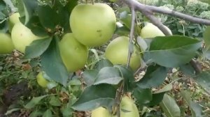 Яблоня зимняя сорт Скифское Золото