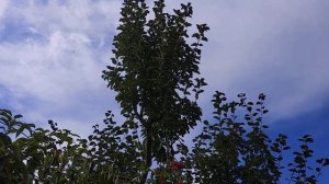 Яблоня ПИТМАСТОН, первые плоды.