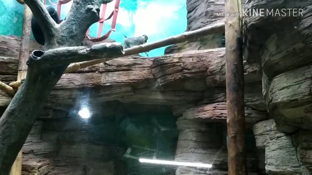 Московский зоопарк/Влог. смотреть онлайн