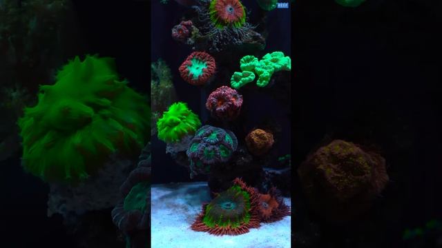 Морской аквариум 60 литров  Reef tank 60l