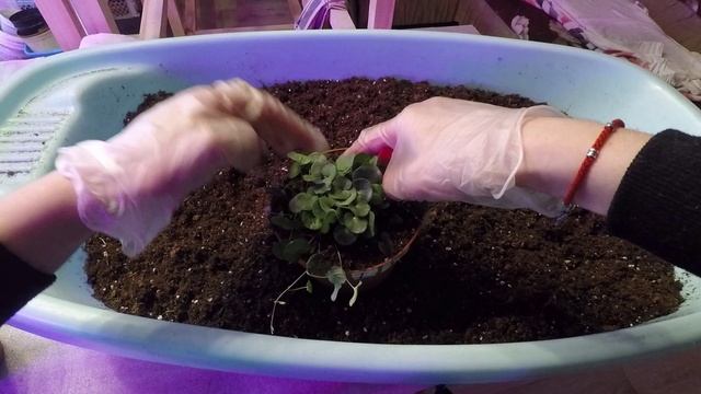 ДИХОНДРА.ПЕРЕВАЛКА И ЧЕРЕНКОВАНИЕ ДИХОНДРЫ.2022.