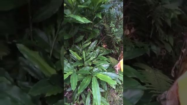 Chop and Drop Subtropical Plants