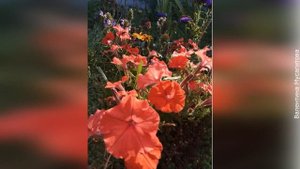 ❀ Самые ароматные сорта петунии