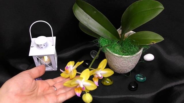 Блестящий орхидейный дебют! Phal.Yen Shuai Sweet Girl 'Shiny Girl'