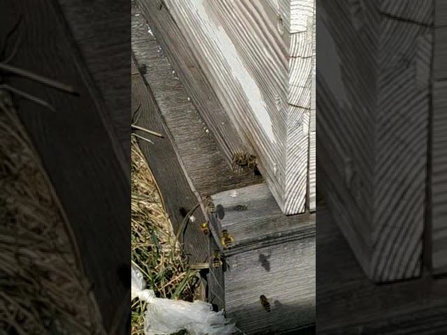 Обножка. Первая пыльца с вербы уже в ульях:) смотреть онлайн