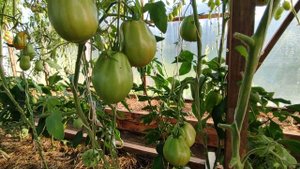 Анализ томатов F2 и F3. Органза из супермаркета....