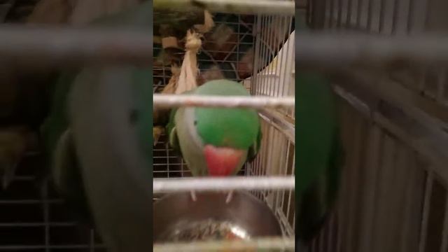 Александрийский попугай