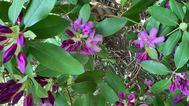 Tree America//Rhododendron or Catawba a dense thicket forming shrub or small tree of the mountain смотреть онлайн