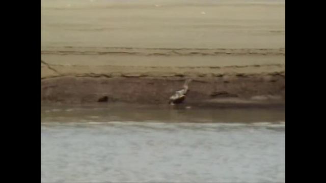 Весна в тундре.mp4 смотреть онлайн