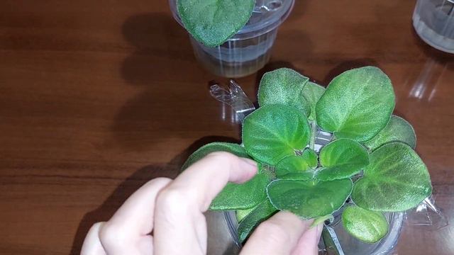 Исправление розеток. Сорт Mac's Tiamat и другие. смотреть онлайн