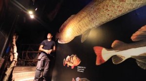 5 Facts About the Arapaima / Pirarucu