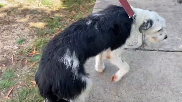 Irish wolfhound mixed breed