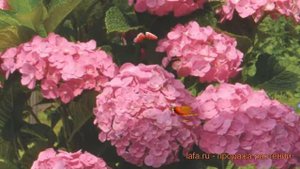 Гортензия крупнолистовая Форевэ (foreve) 🌿 Форевэ обзор: как сажать, саженцы гортензии Форевэ
