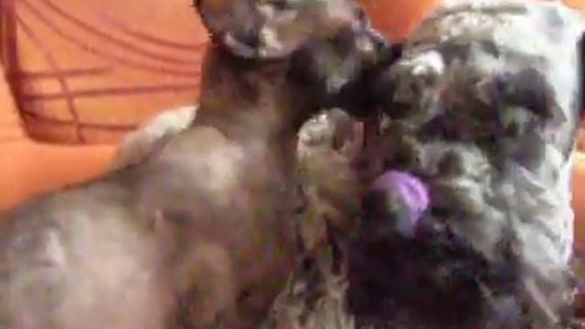 КЕРРИ-БЛЮ-ТЕРЬЕР Ерена Ред Монарх из Края Малахита смотреть онлайн