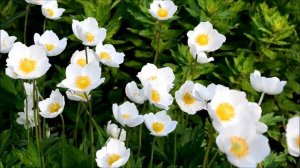 Ветреница или анемона лесная