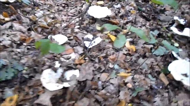 собирали скрипицы, удивлялись смотреть онлайн