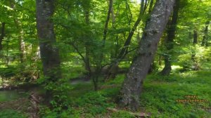 Самурский лес